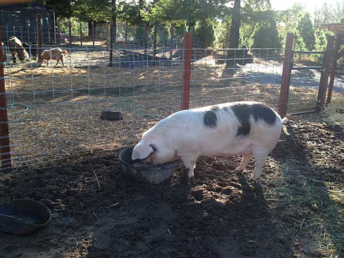 Petunia our pig