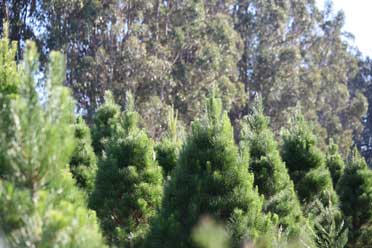 The Trees at Little Hills Christmas Tree Farm
