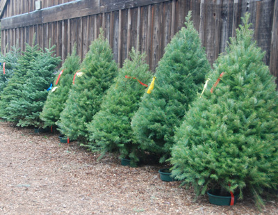 How to care for your fresh cut Christmas Tree - Little Hills ...